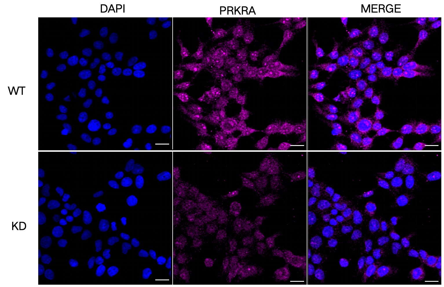 PACT Antibody (23GB2340)