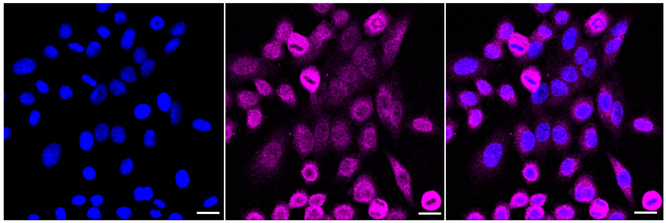 PACT Antibody (23GB2340)