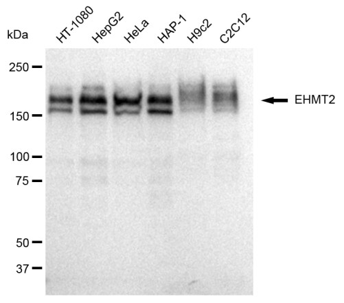 G9a/EHMT2 Antibody (23GB825)