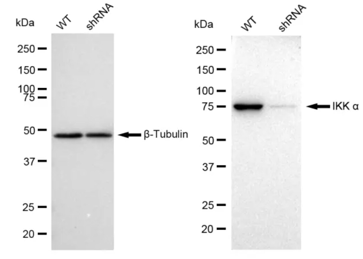 IKK alpha Antibody (23GB1065)