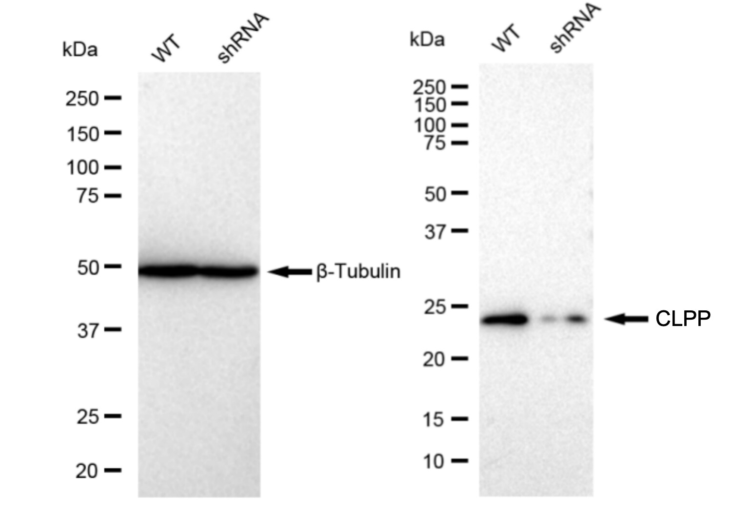 CLPP Antibody (23GB1865)
