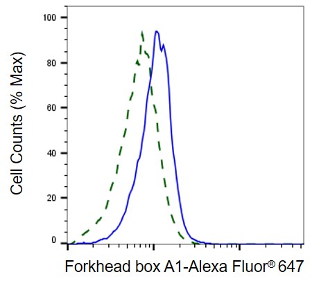 HNF-3 alpha/FoxA1 Antibody (23GB1170)