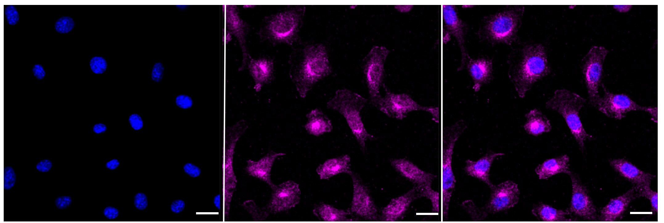 Src Antibody (23GB1110)