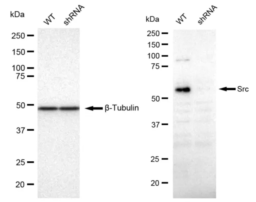 Src Antibody (23GB1110)