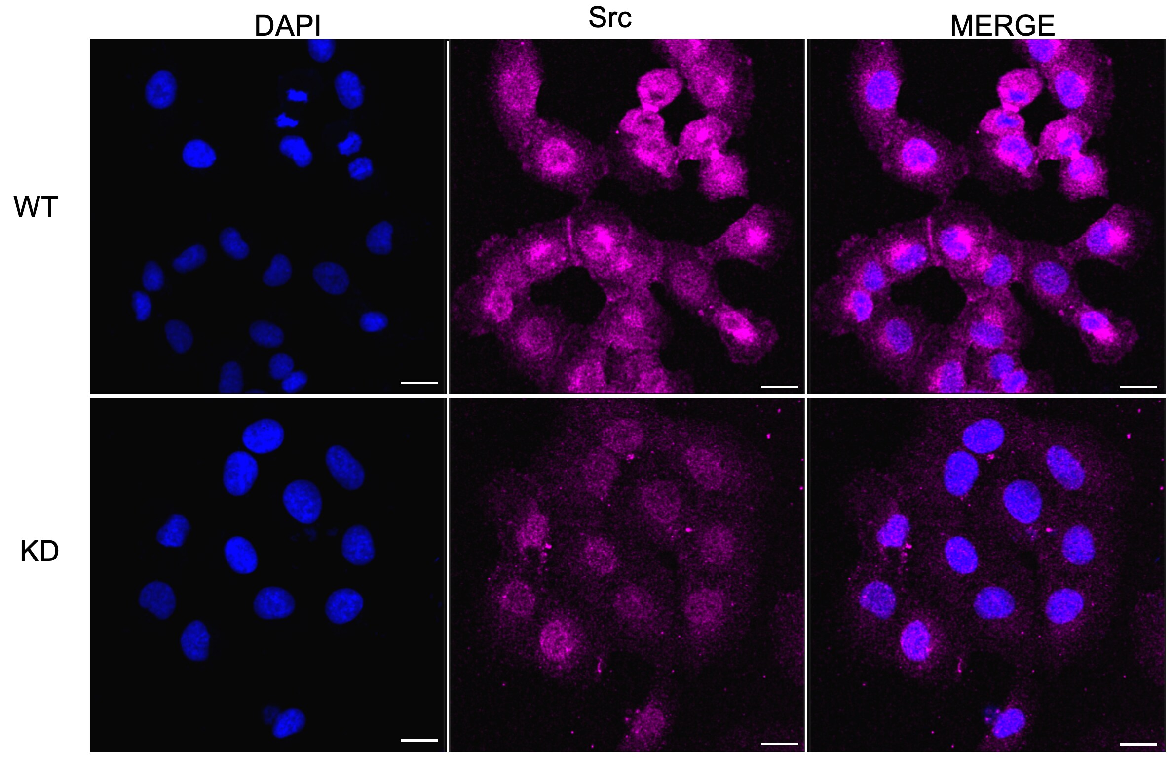 Src Antibody (23GB985)