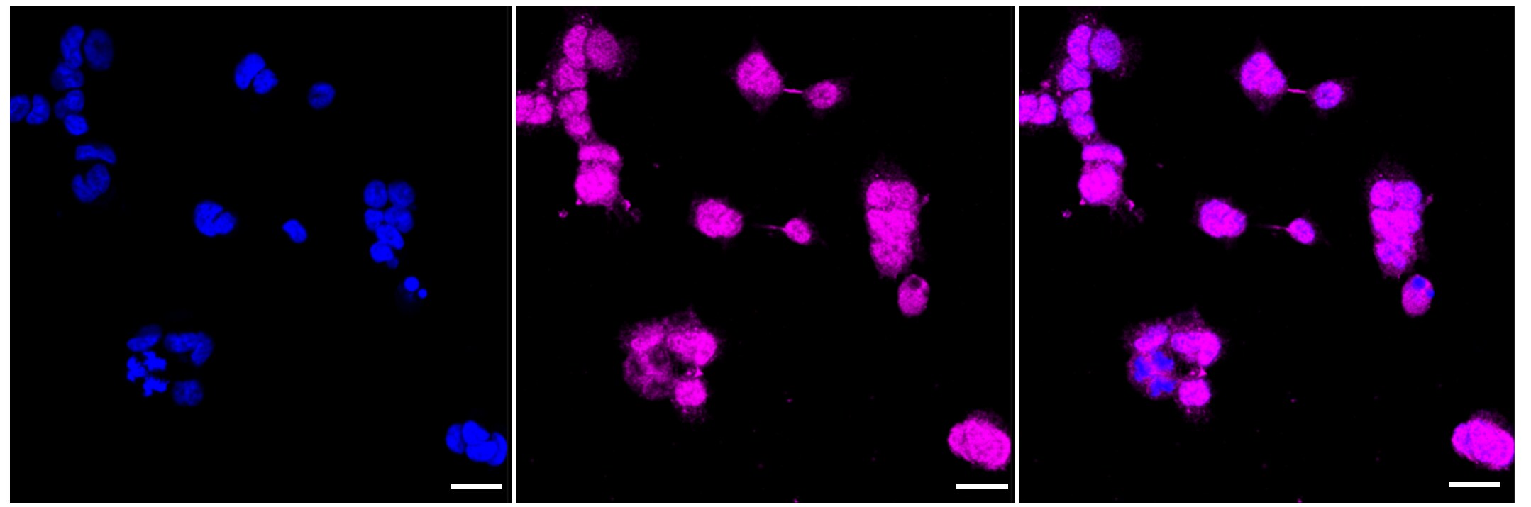 Src Antibody (23GB985)