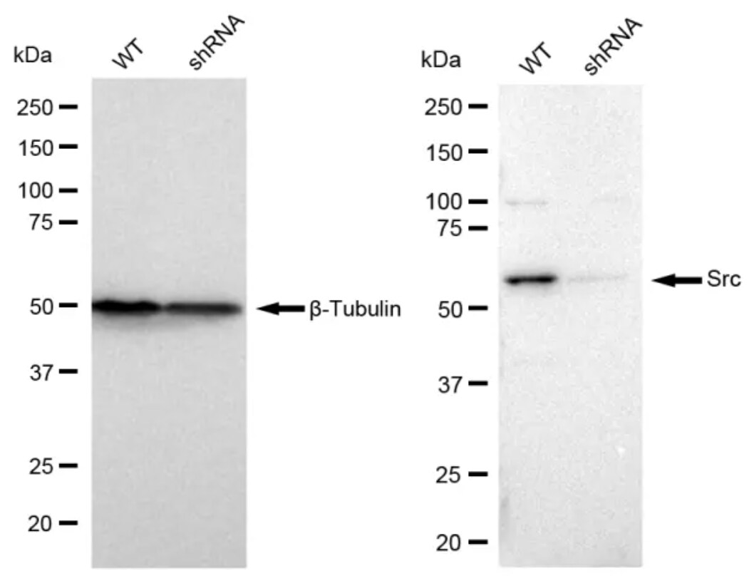 Src Antibody (23GB985)
