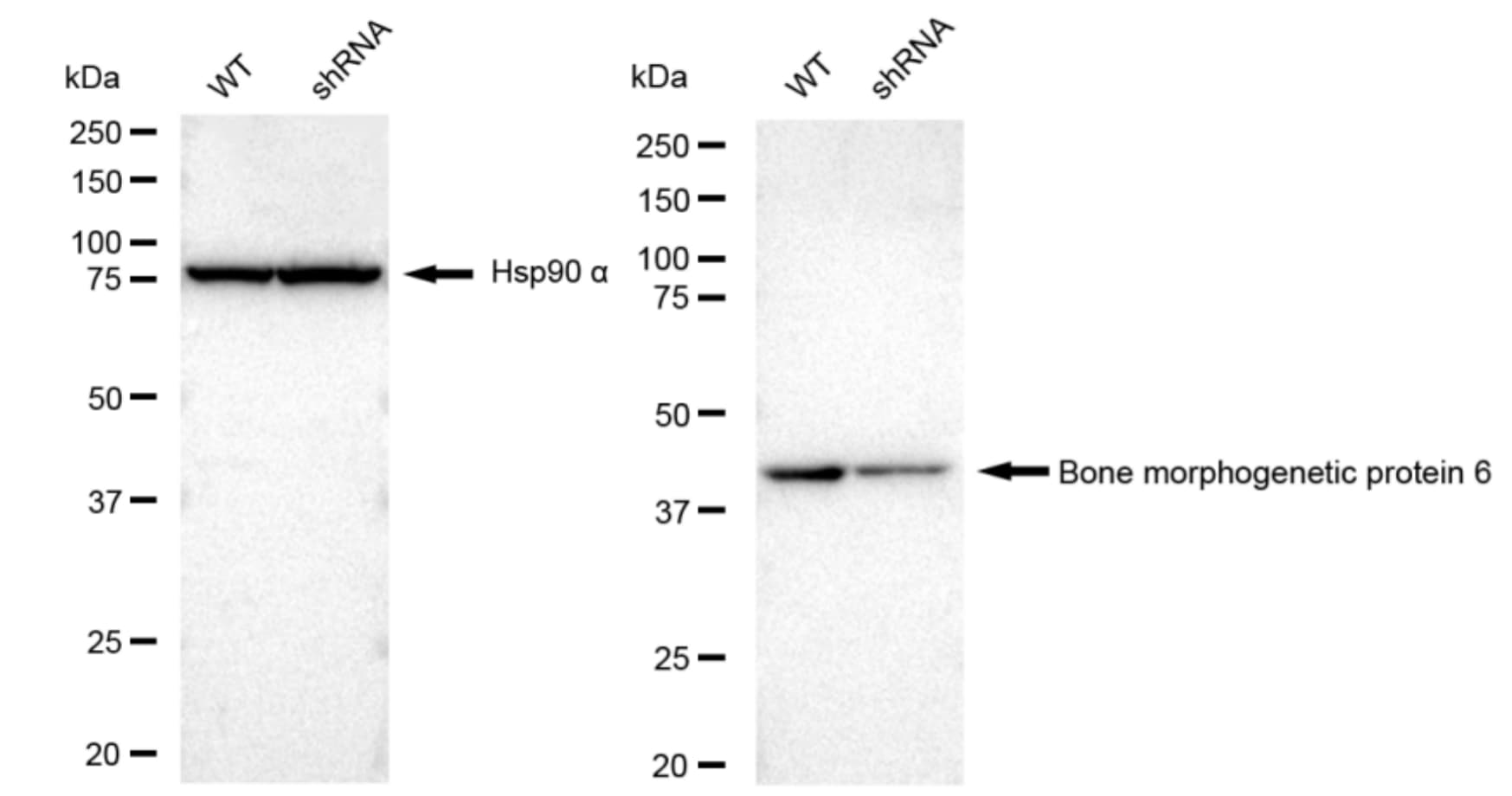 BMP-6 Antibody (23GB3705)