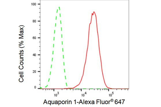 Aquaporin 1/AQP1 Antibody (23GB1850)