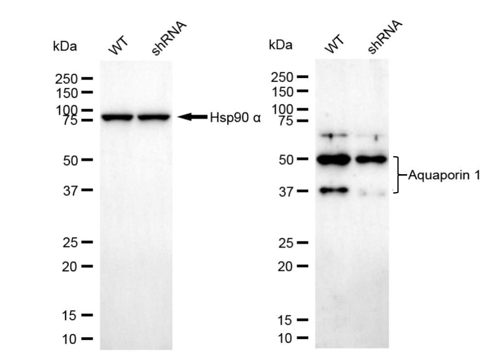 Aquaporin 1/AQP1 Antibody (23GB1850)