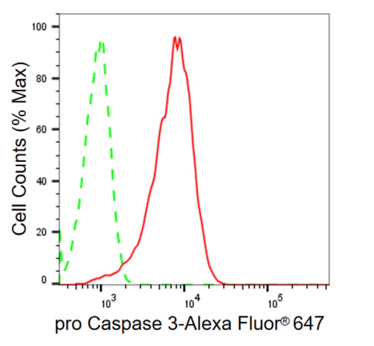 Caspase-3 Antibody (23GB710)
