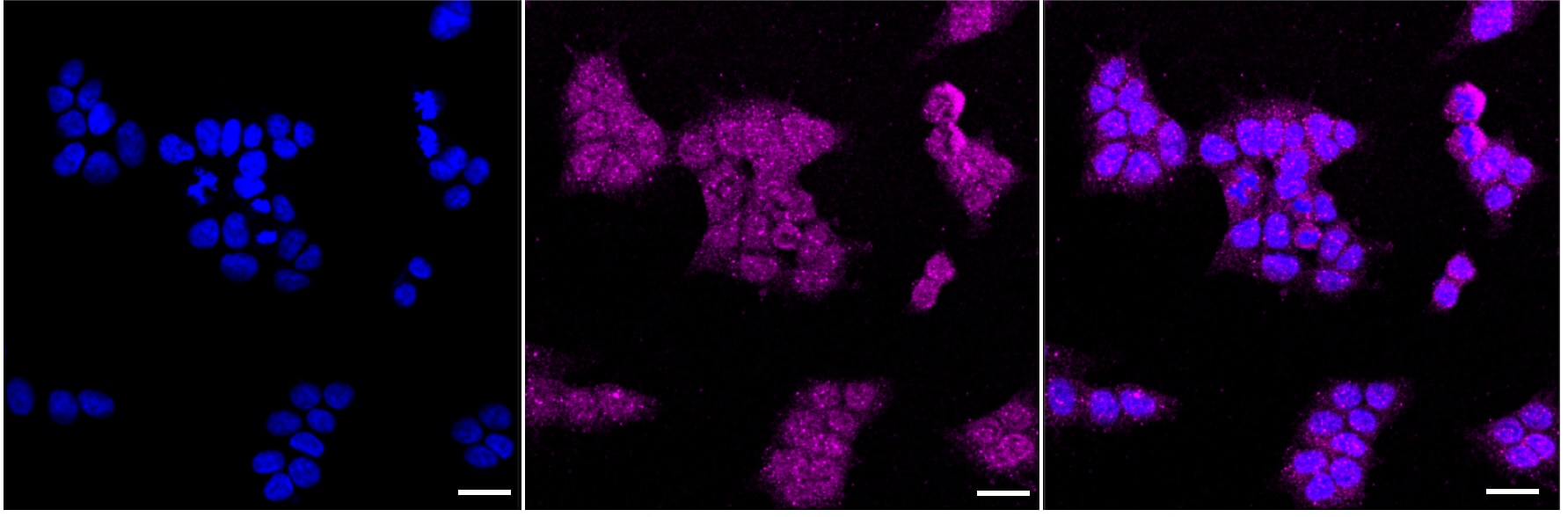 Caspase-3 Antibody (23GB710)