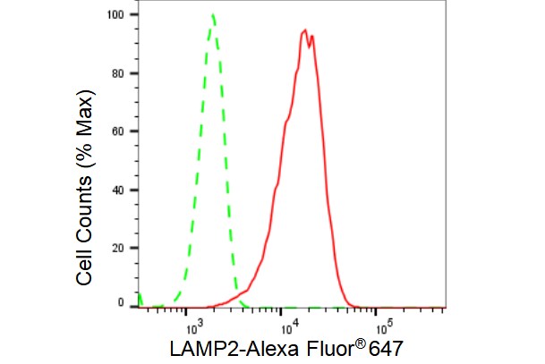 LAMP-2/CD107b Antibody (23GB4040)