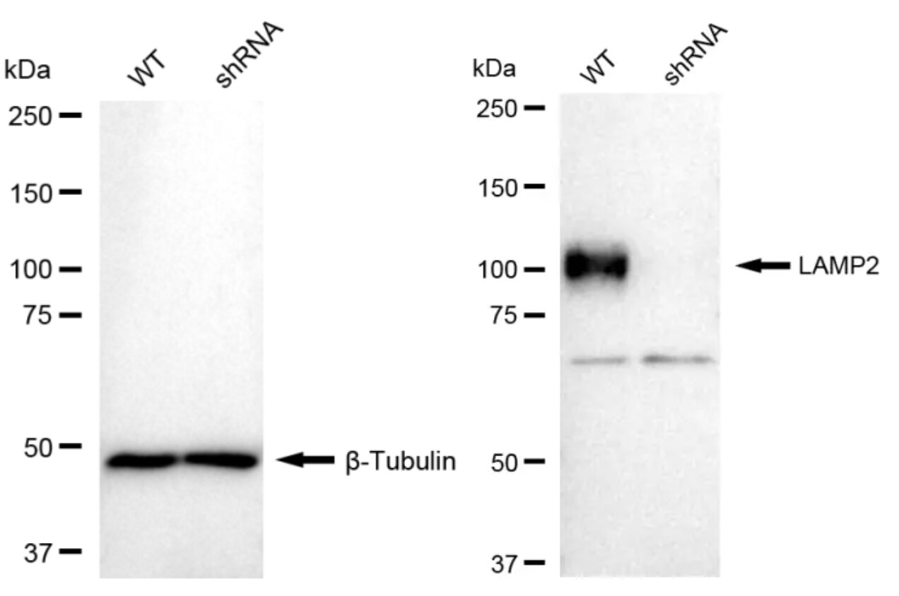 LAMP-2/CD107b Antibody (23GB4040)