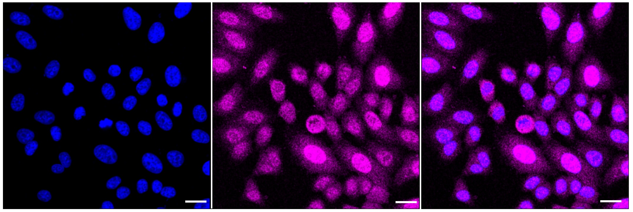BubR1 Antibody (23GB1640)