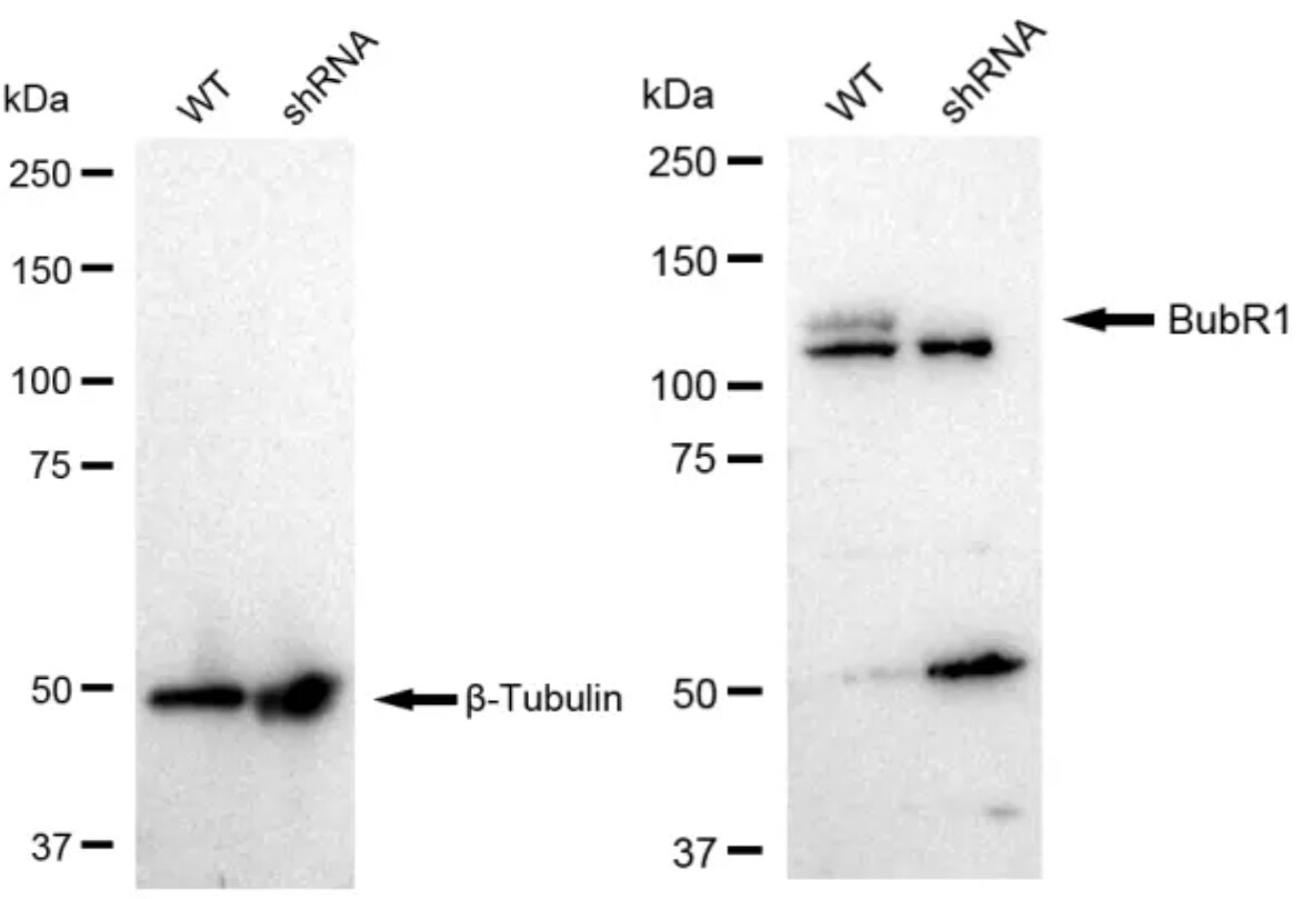 BubR1 Antibody (23GB1640)