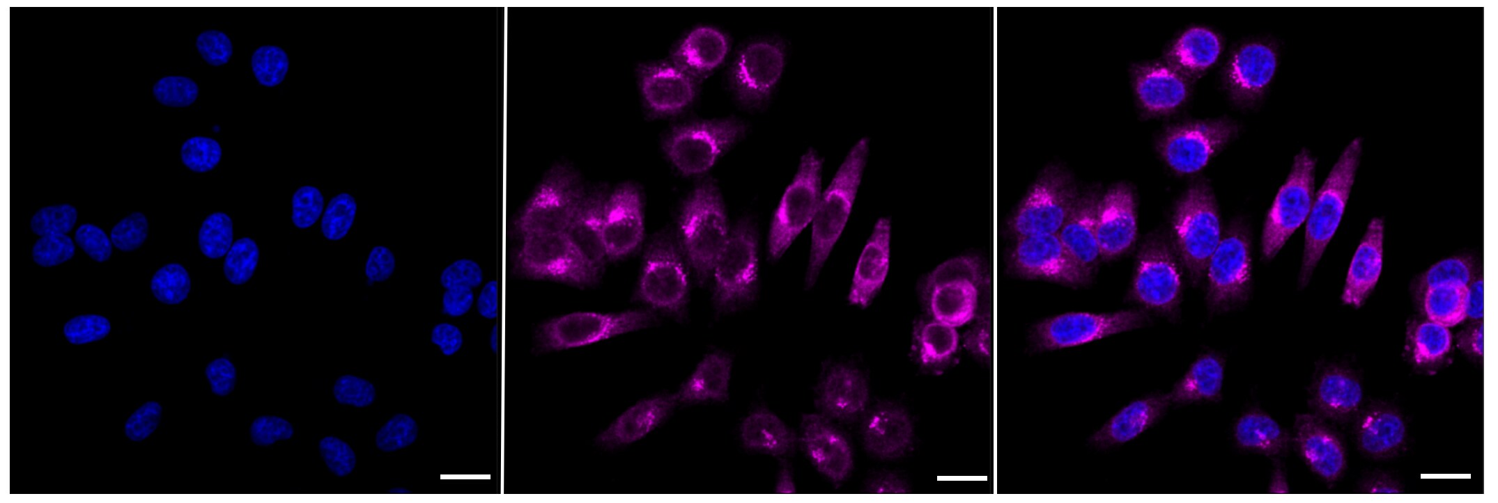 GSK-3 beta [p Ser9] Antibody (23GB1175)
