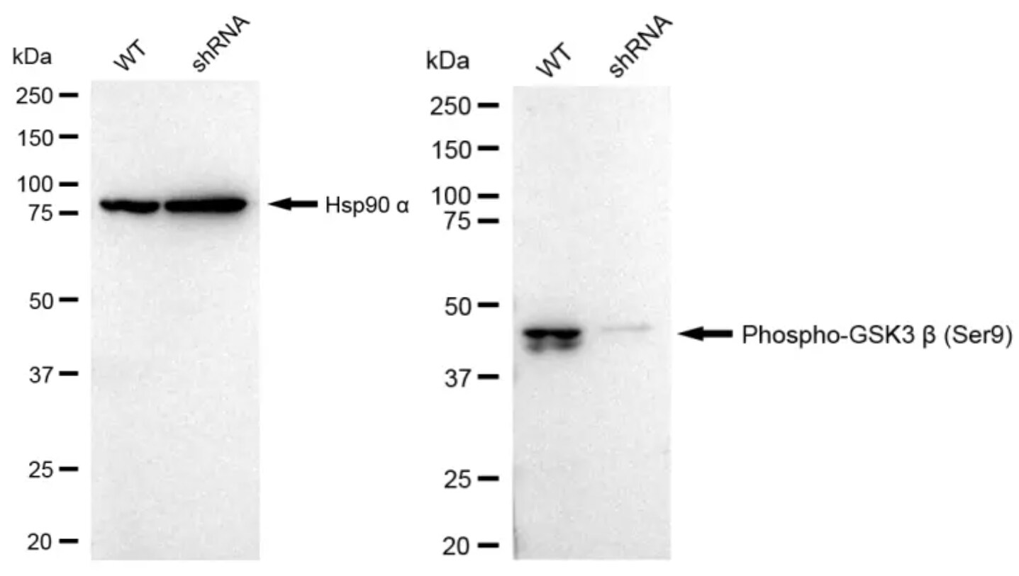 GSK-3 beta [p Ser9] Antibody (23GB1175)