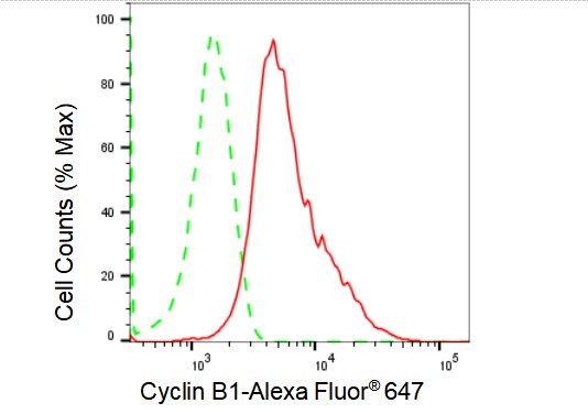 Cyclin B1 Antibody (23GB1670)
