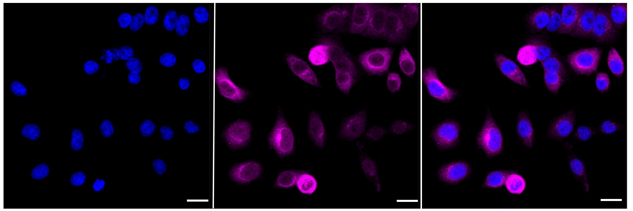 Cyclin B1 Antibody (23GB1670)