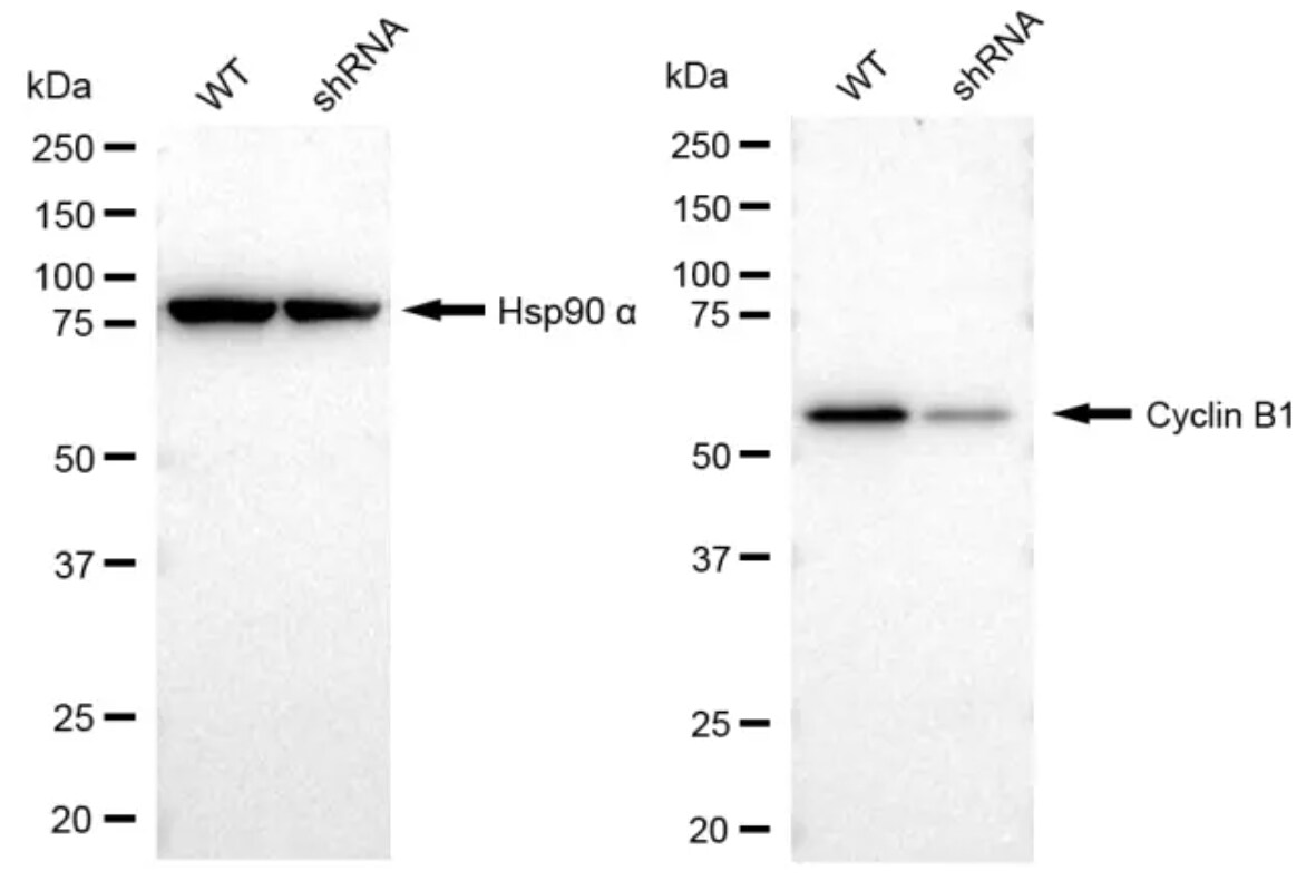 Cyclin B1 Antibody (23GB1670)