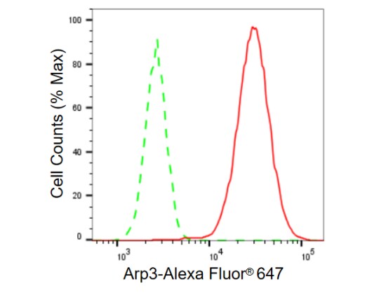ACTR3 Antibody (23GB615)