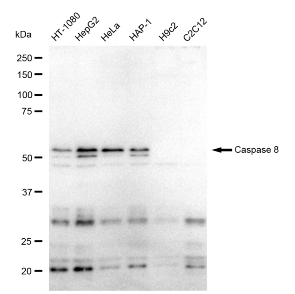 Caspase-8 Antibody (23GB1665)