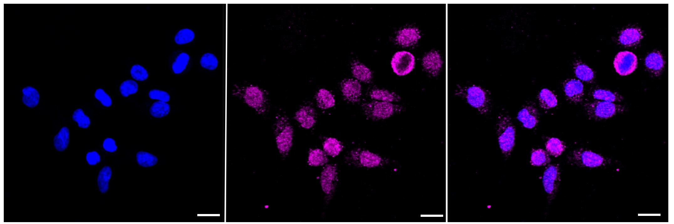 Daxx Antibody (23GB795)