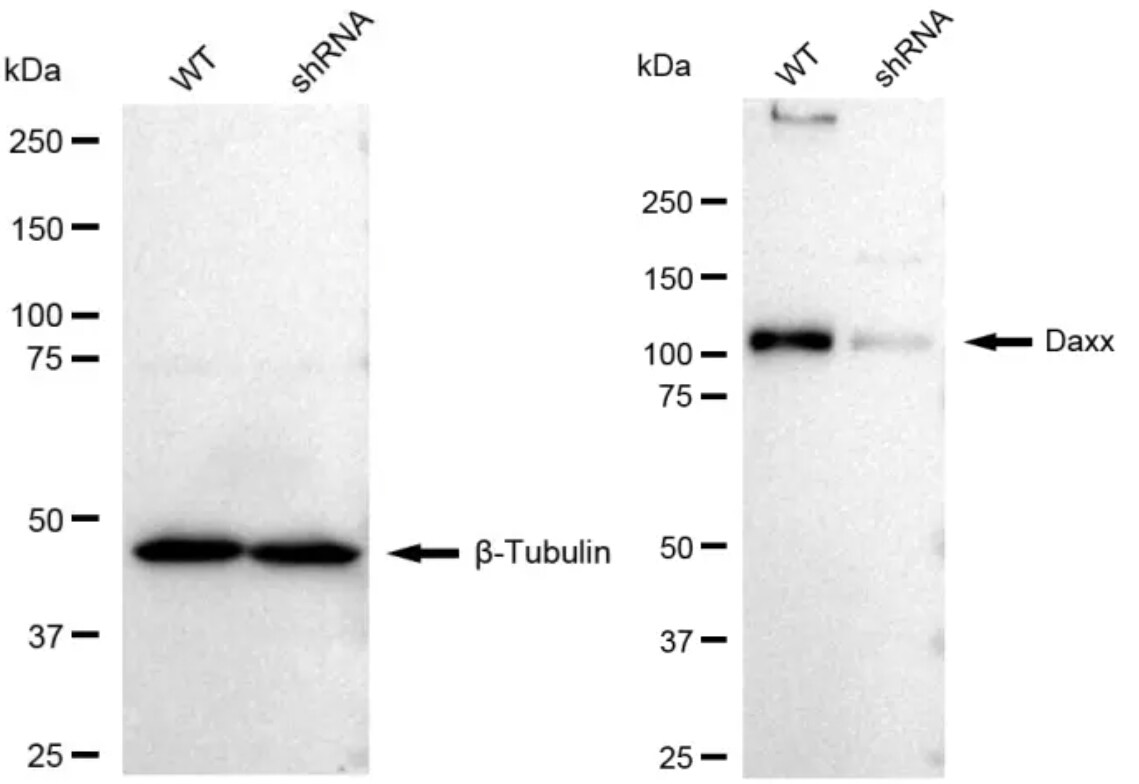 Daxx Antibody (23GB795)