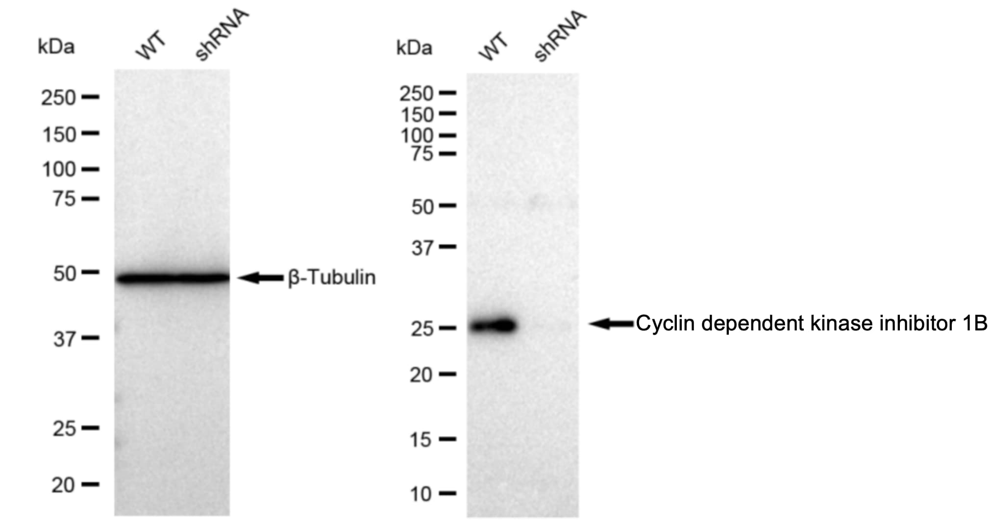 p27/Kip1 Antibody (23GB1825)