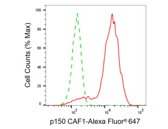 CHAF1A Antibody (23GB755)