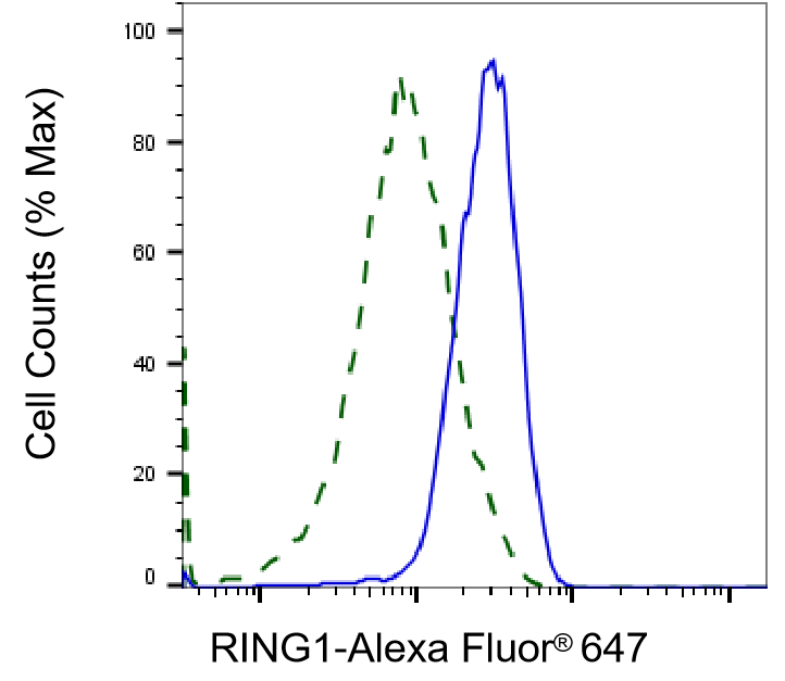 RING1 Antibody (23GB955)