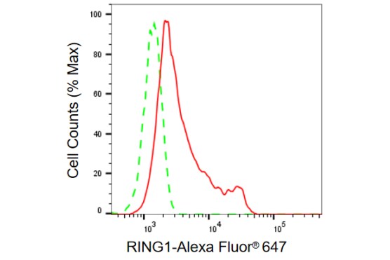 RING1 Antibody (23GB955)