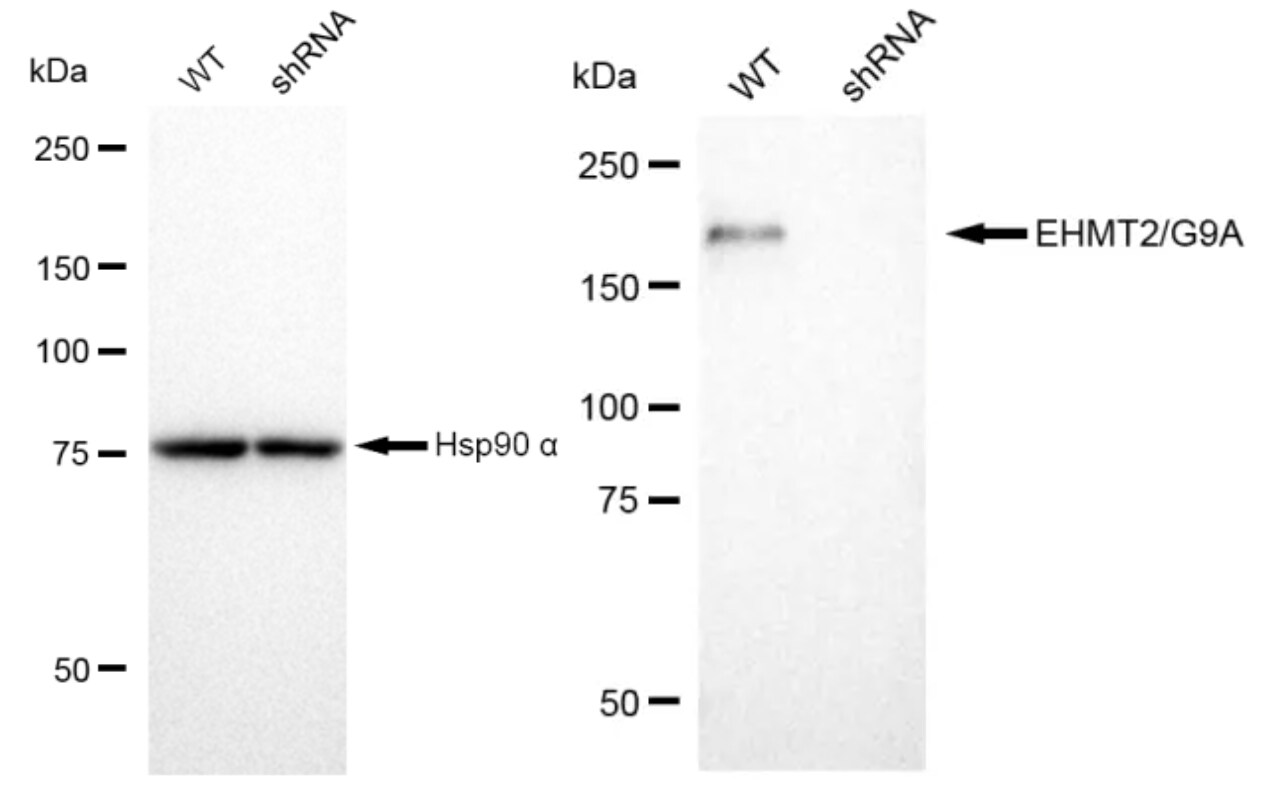 G9a/EHMT2 Antibody (23GB820)