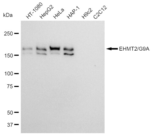 G9a/EHMT2 Antibody (23GB820)