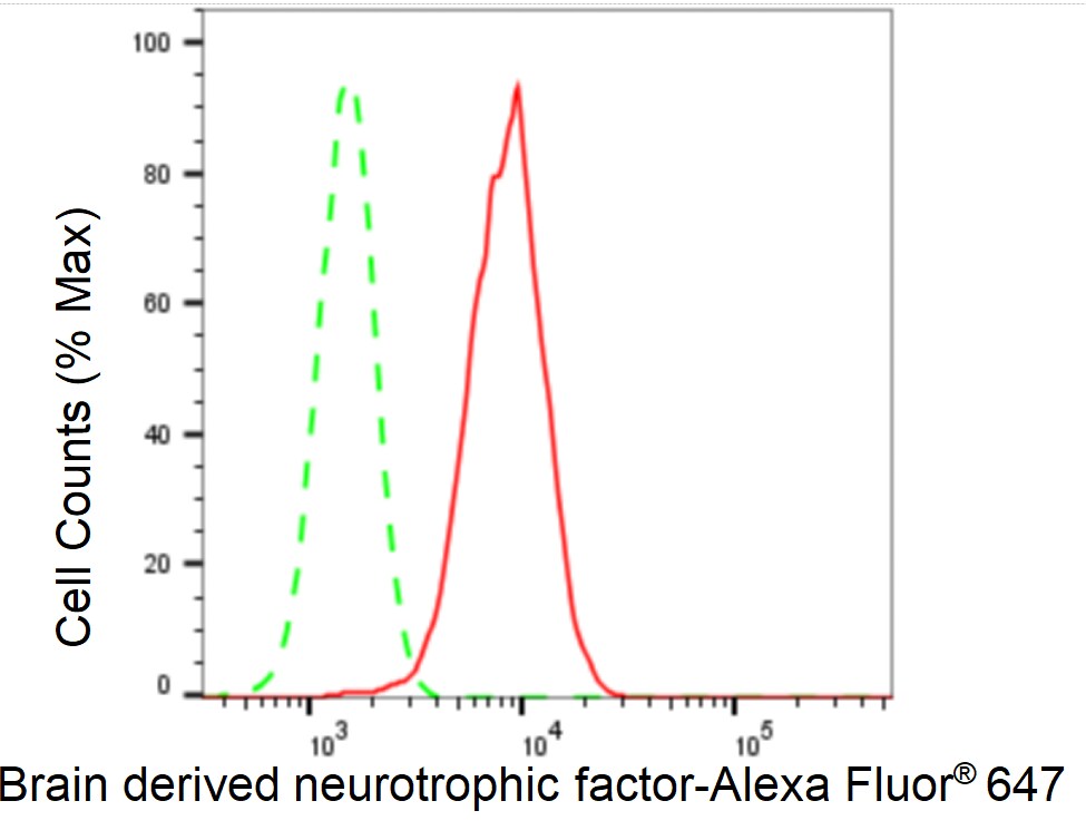 BDNF Antibody (23GB3005)