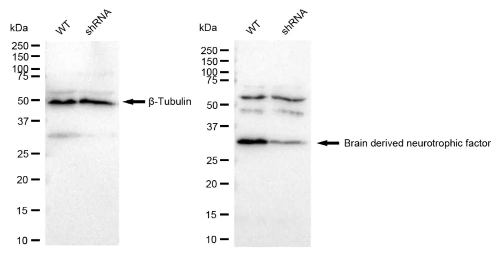 BDNF Antibody (23GB3005)