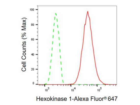 Hexokinase 1 Antibody (23GB870)