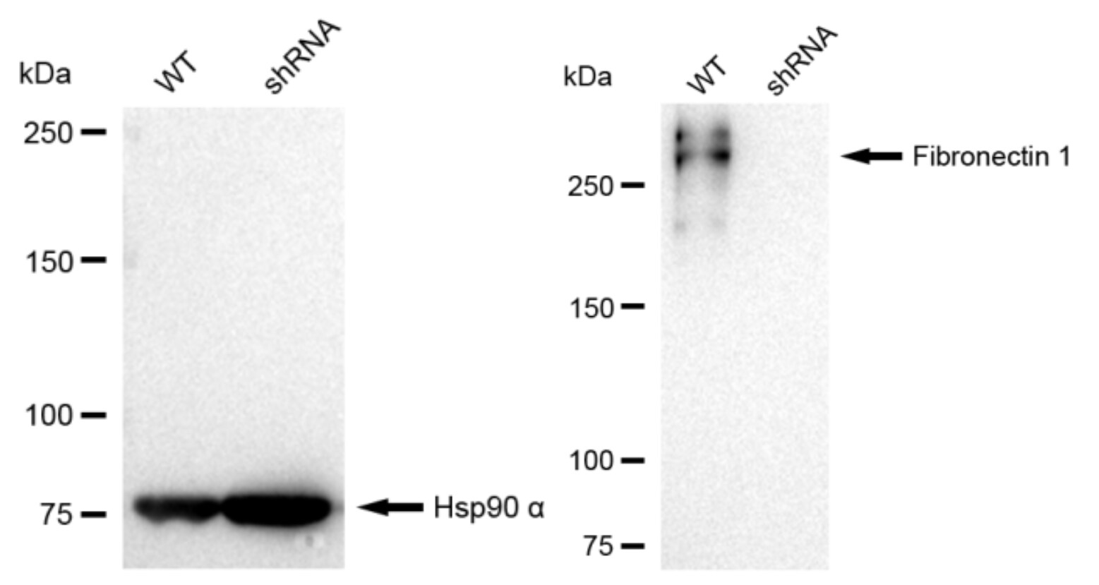 Fibronectin Antibody (23GB1270)