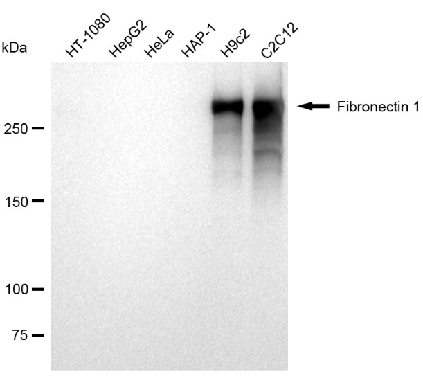 Fibronectin Antibody (23GB1270)