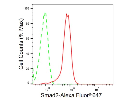 Smad2 Antibody (23GB970)
