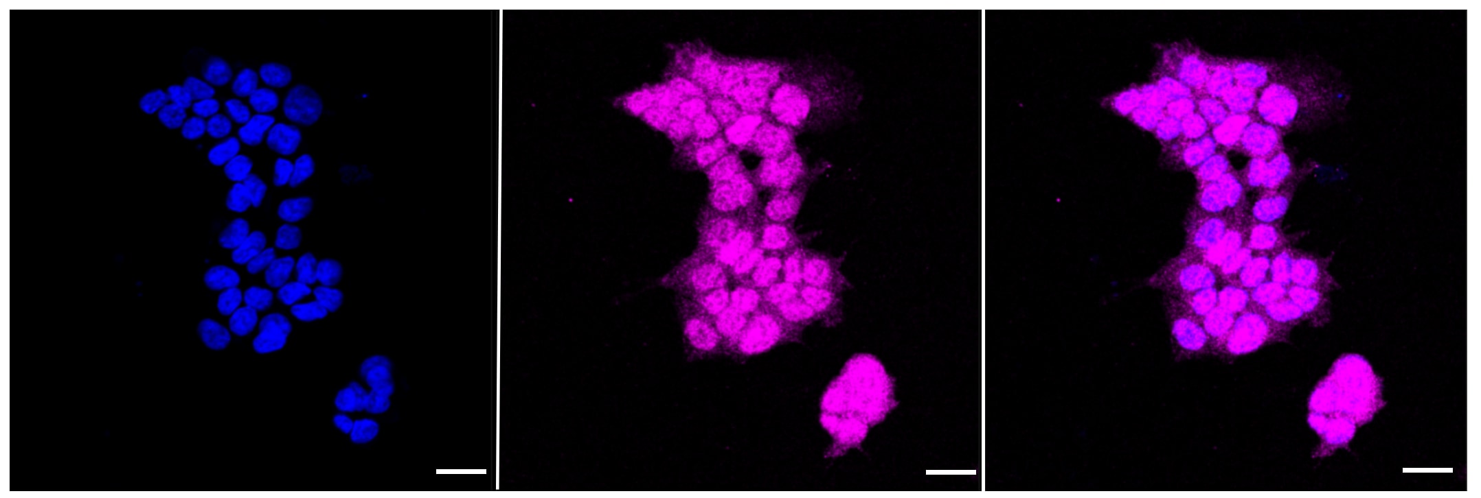 Smad2 Antibody (23GB970)