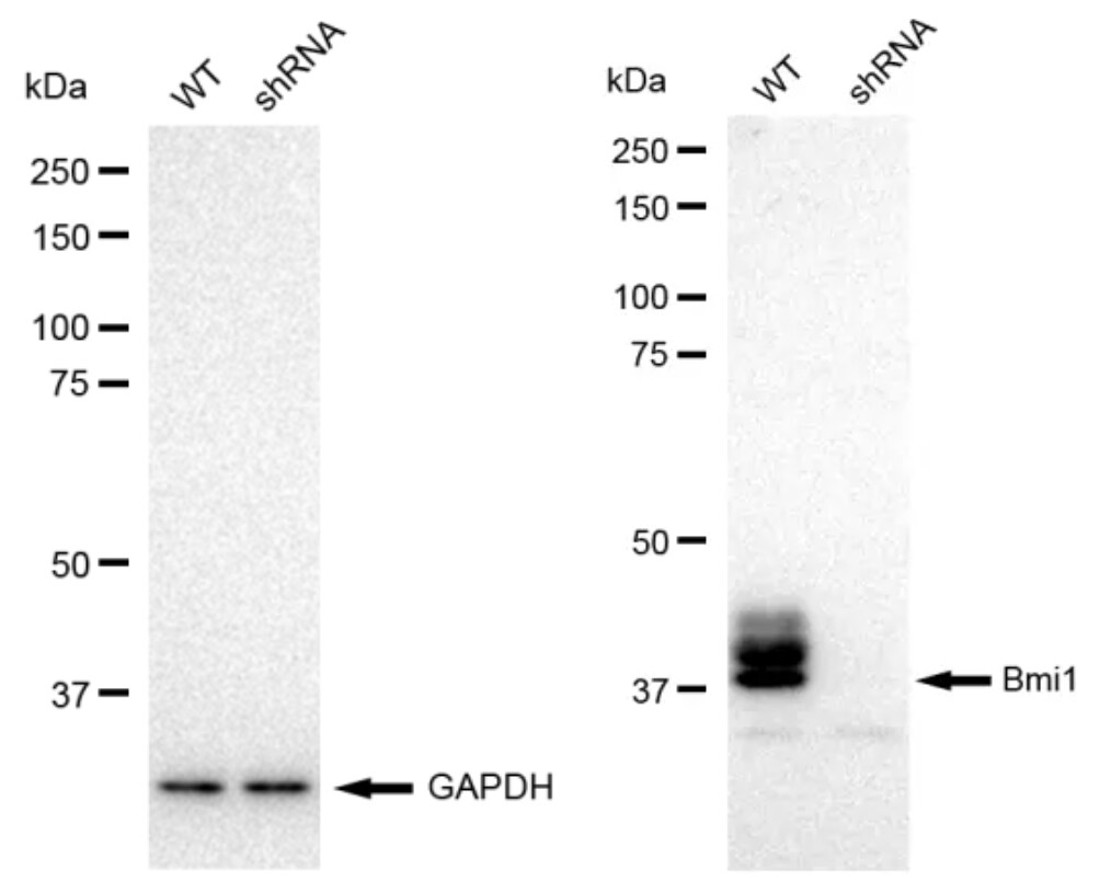BMI-1 Antibody (23GB685)