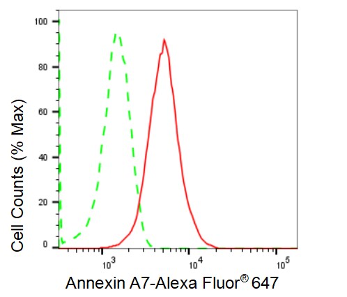Annexin A7 Antibody (23GB1235)
