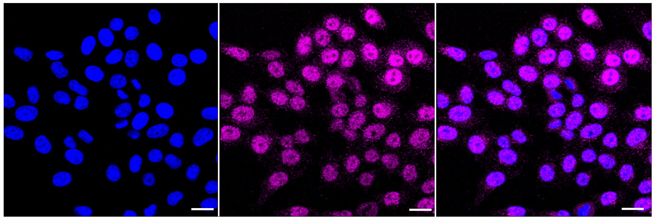 Annexin A7 Antibody (23GB1235)