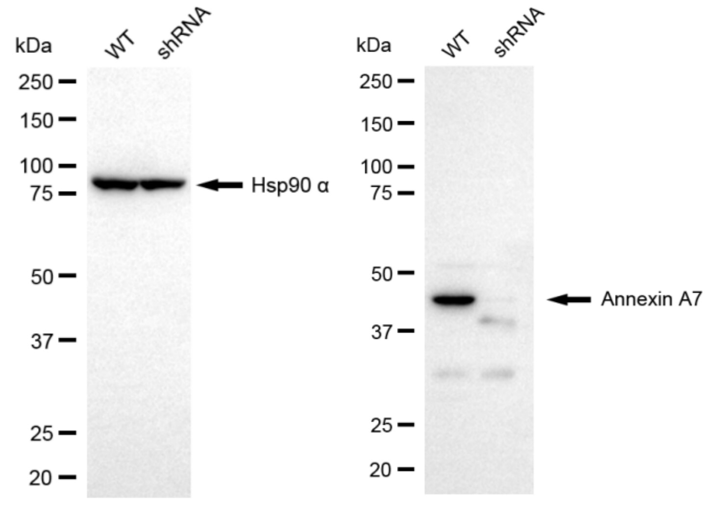 Annexin A7 Antibody (23GB1235)
