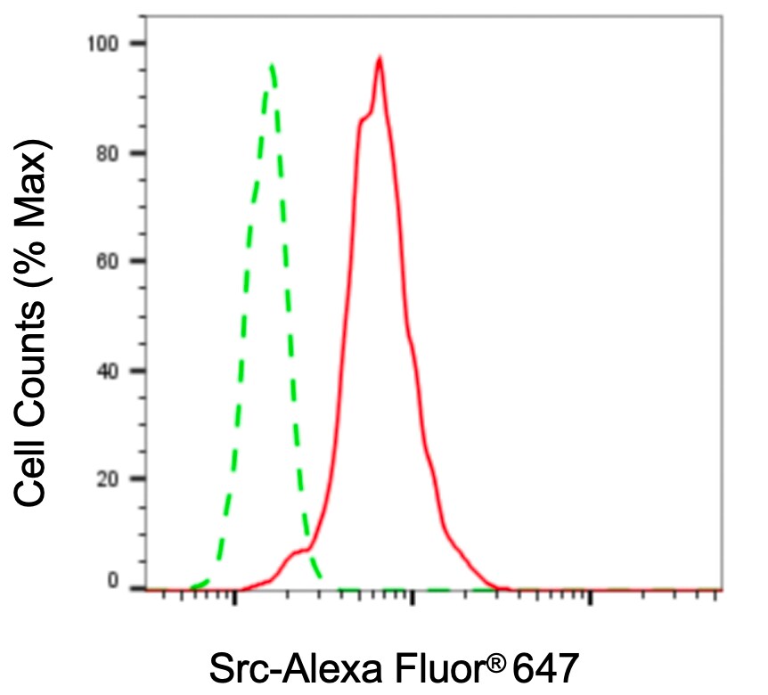 Src Antibody (23GB980)