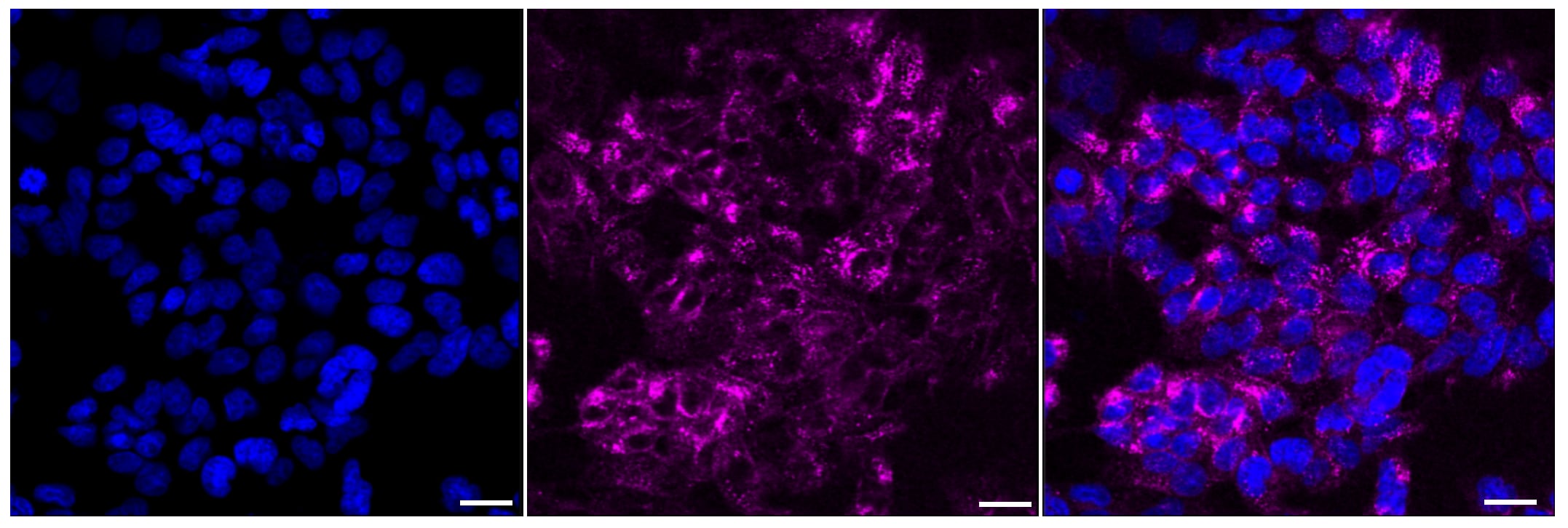 Src Antibody (23GB980)