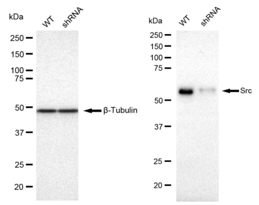Src Antibody (23GB980)