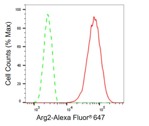 ARG2 Antibody (23GB655)